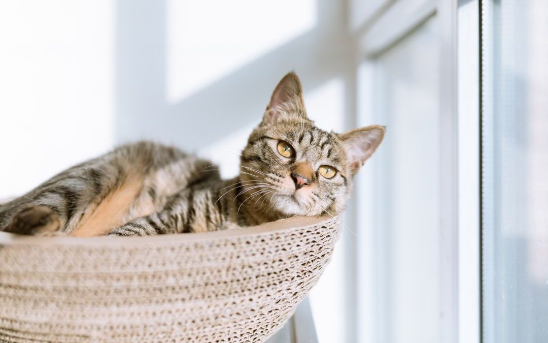 Why Your Cat Needs a Cat Tree: Benefits You Can’t Ignore!